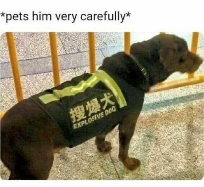 Dog wearing an explosive dog vest meme about petting carefully