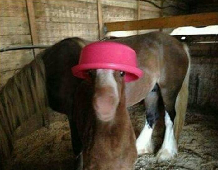 Horse wearing a bright pink hat inside a wooden stable