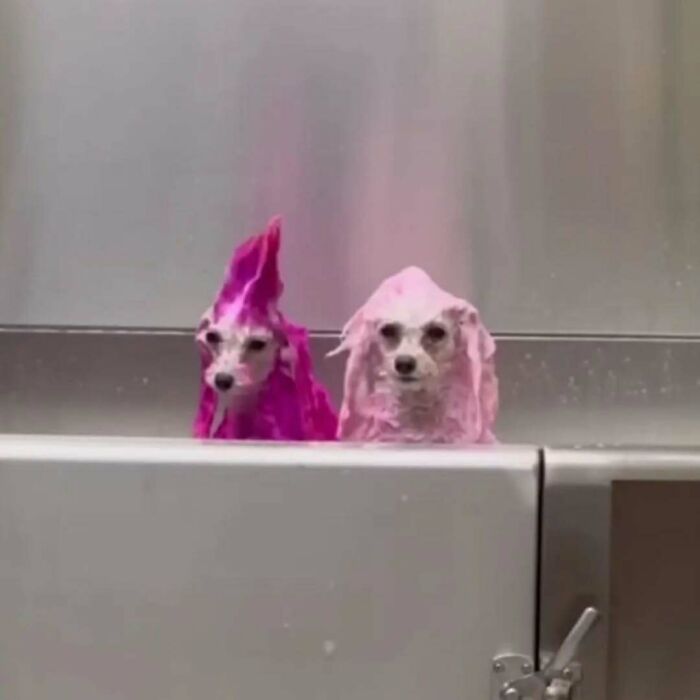 Amusing animal picture of two dogs covered in pink shampoo during bath