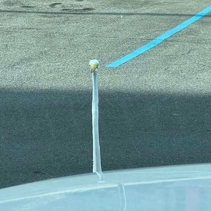 Long-necked bird peeking over a white car hood in silly animal pictures