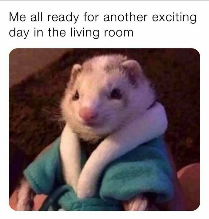 Ferret wrapped in a robe ready for a day indoors meme