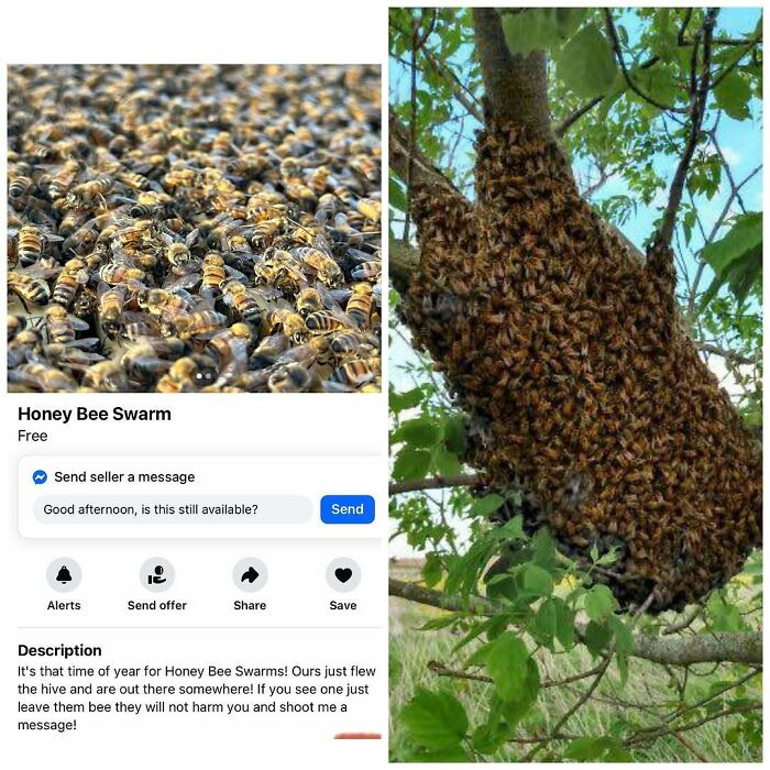Honey bee swarm cluster available for free on Facebook Marketplace