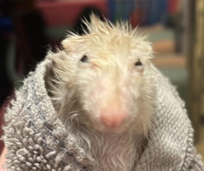 Silly wet animal wrapped in a towel with spiky fur