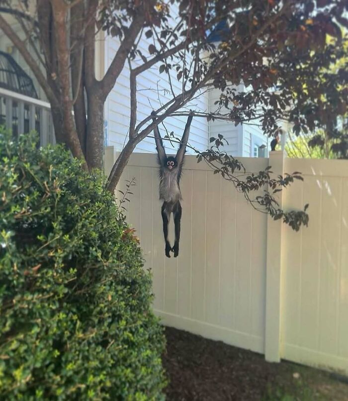 Silly animal photo of monkey hanging from tree branch outside