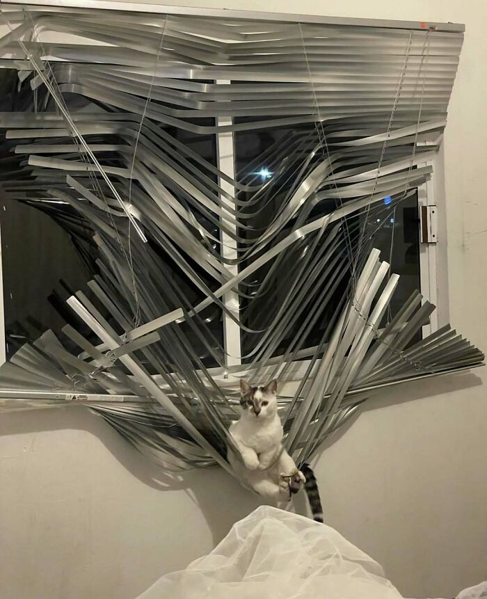 Cat caught in torn window blinds in an amusing silly animal picture
