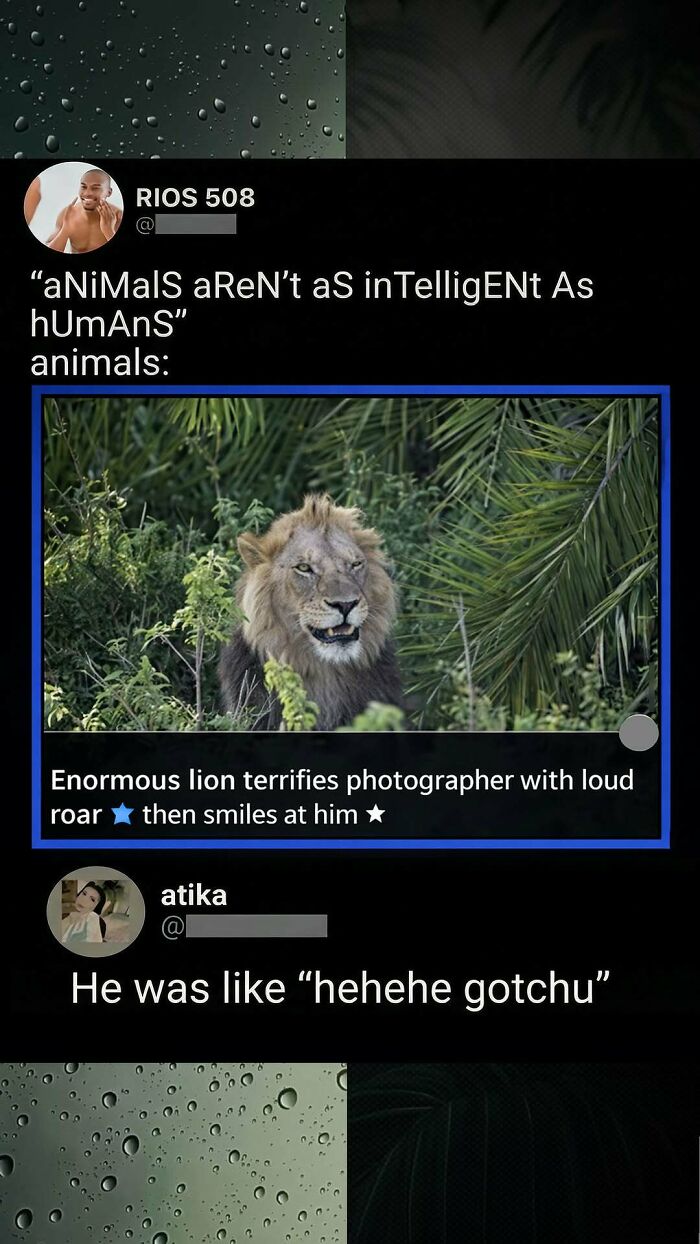 Savage lion photo comment showing animals intelligence vs humans