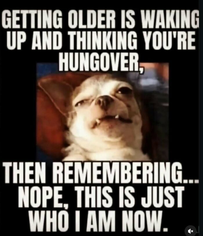 A chihuahua dog meme with a funny expression. Perfect for random memes to bring out the laughter.