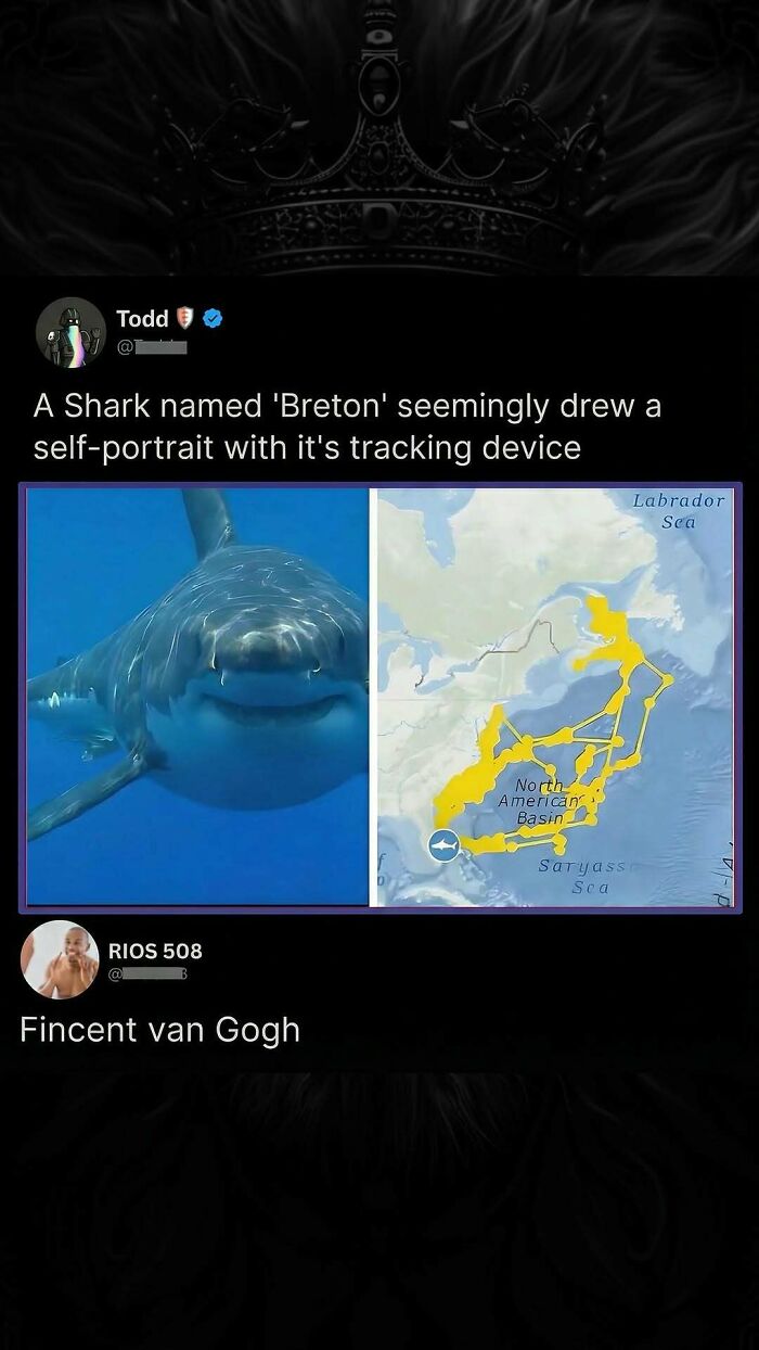 Savage shark tracking device self portrait joke with sarcastic reply