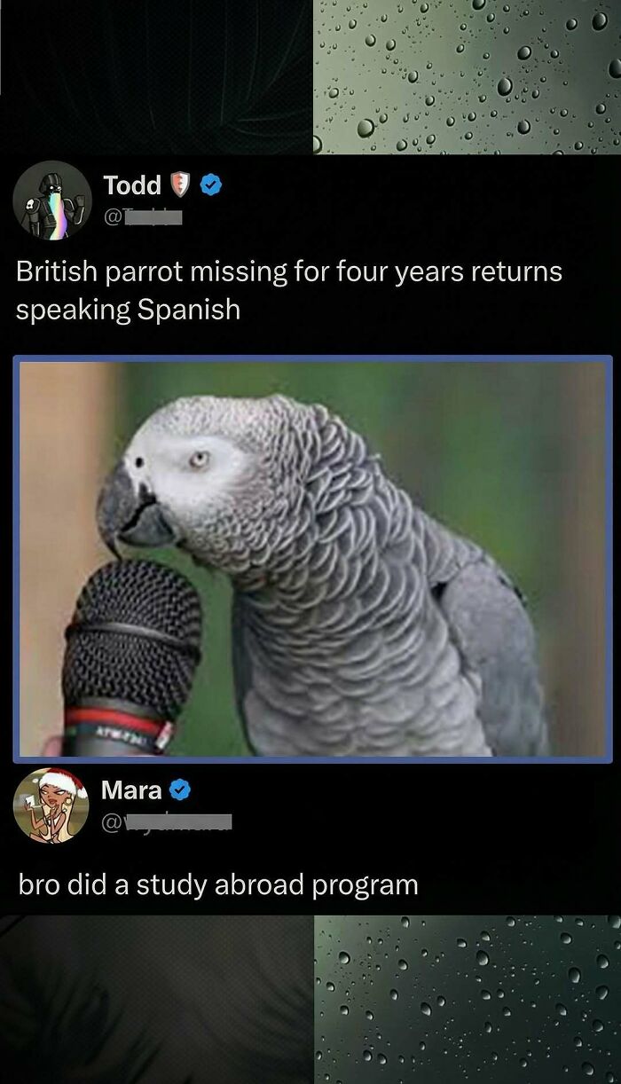 Savage comment about British parrot returning speaking Spanish after four years