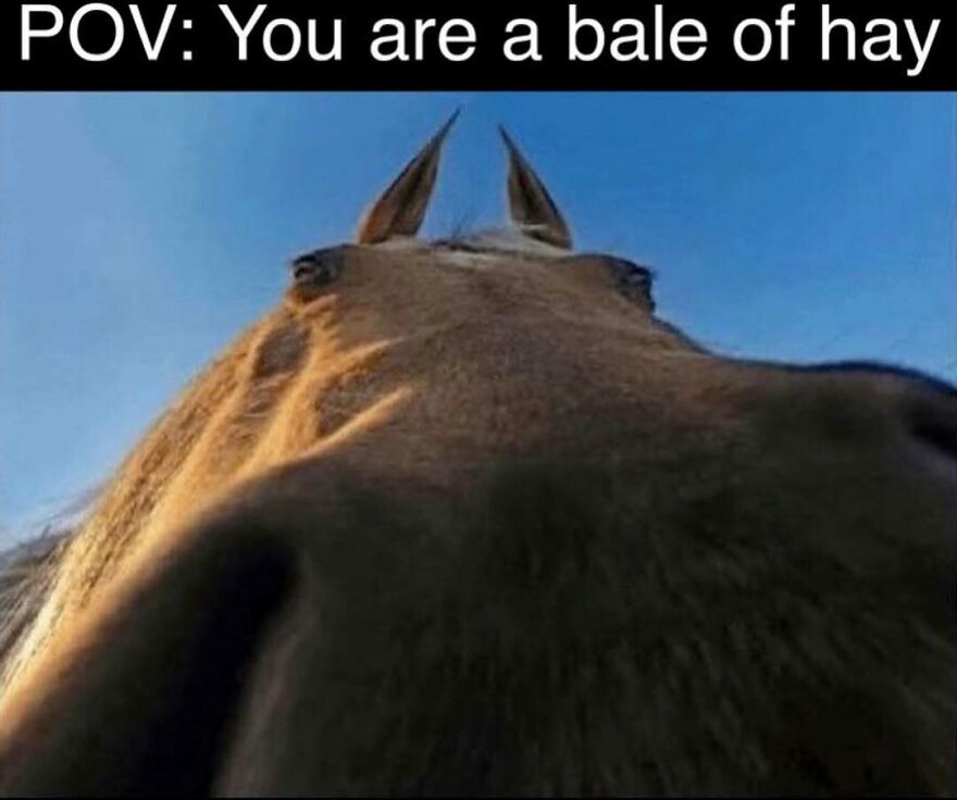 Close up horse photo with caption POV you are a bale of hay