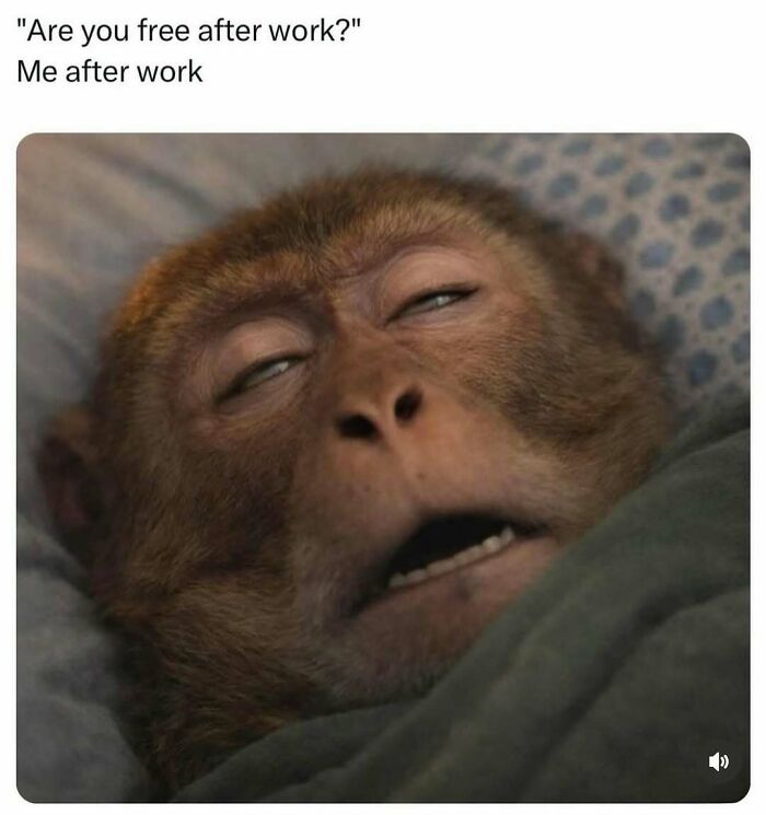 A monkey meme looking exhausted in bed, representing fatigue after work. Brings out laughter with random memes.