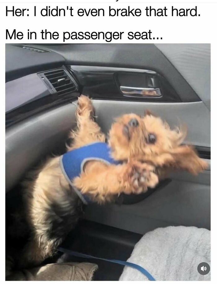 A funny meme with a dog in a blue harness mid-air in a car, illustrating sudden braking. Monster memes for laughter.