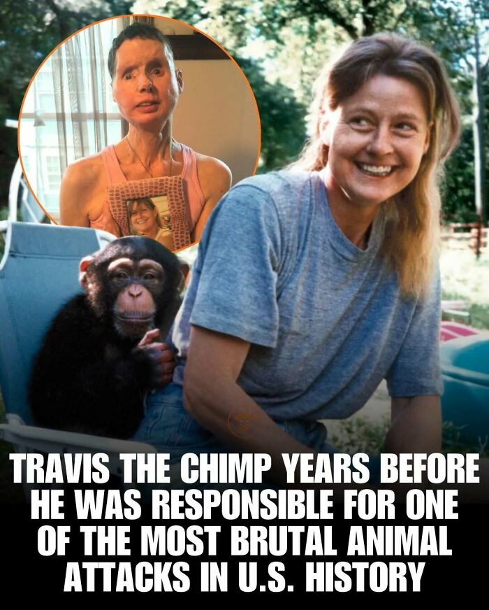 Travis the chimp years before brutal animal attack in U.S. history