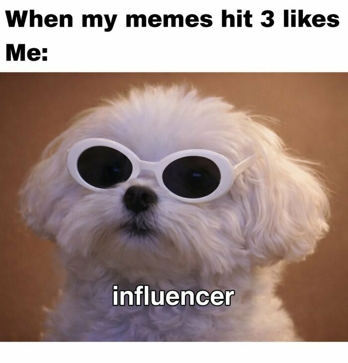 A white fluffy dog wearing white oval sunglasses, acting like an influencer. This random meme will bring out laughter.