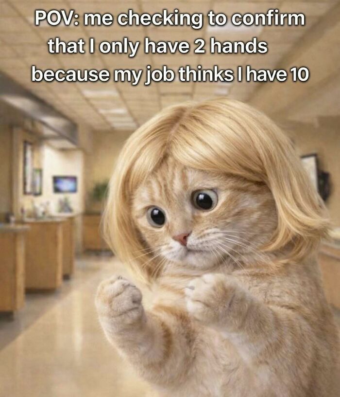 An anxious kitten wearing a blonde wig, checking its paws, with text about work demands. A funny meme to bring out laughter.