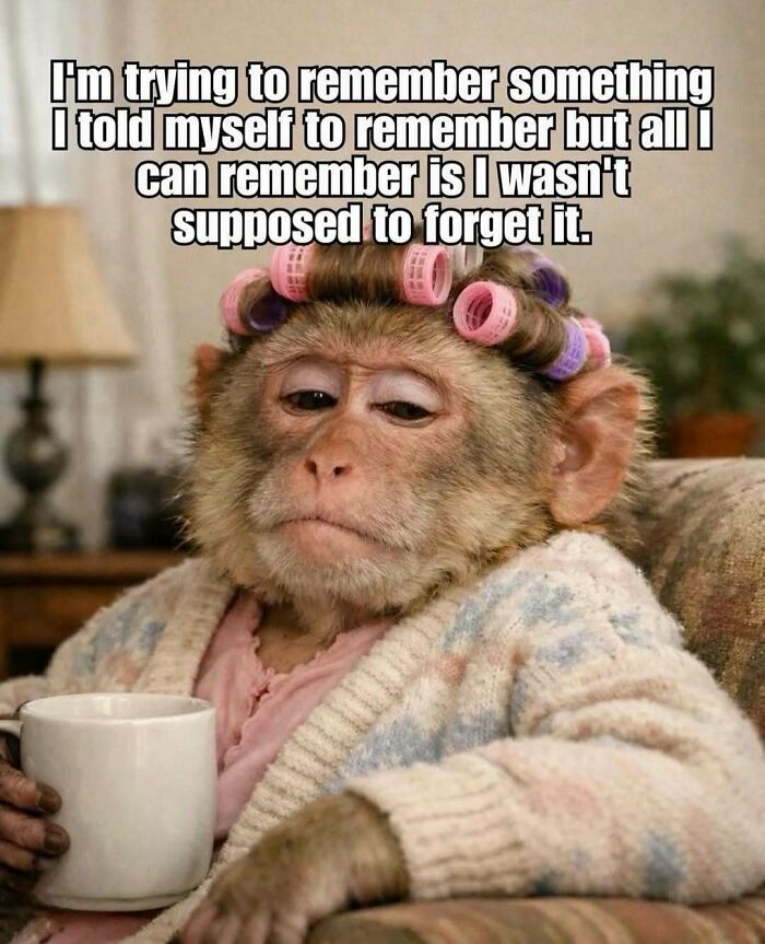 Humorous monkey in curlers, wearing a cardigan, holding a mug, with a meme about trying to remember something. Relatable memes.
