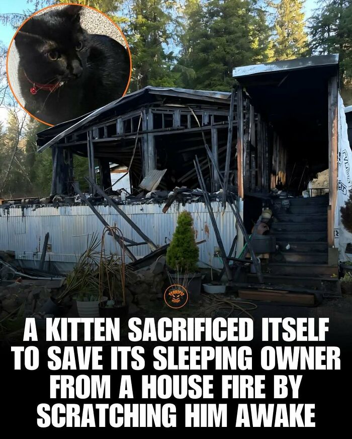 Kitten sacrifices itself to save owner from house fire by scratching awake