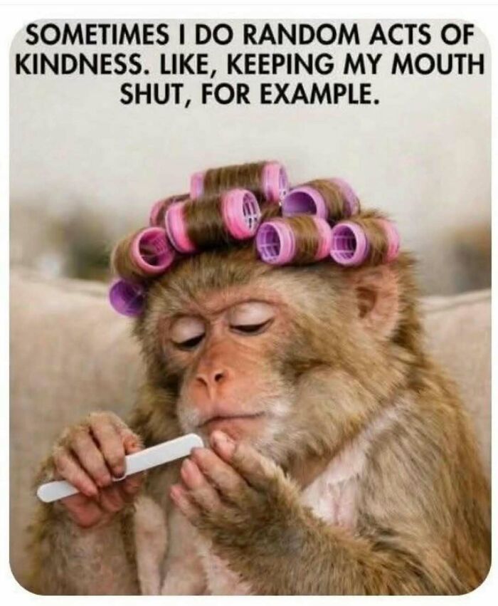 A monkey with hair rollers filing its nails, above the text, Sometimes I do random acts of kindness. This meme brings laughter.