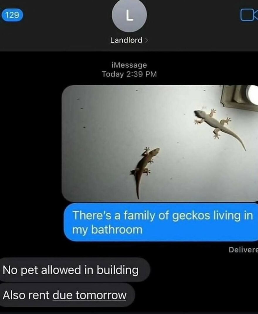 Funny landlord text about geckos living in bathroom with unhinged posts humor