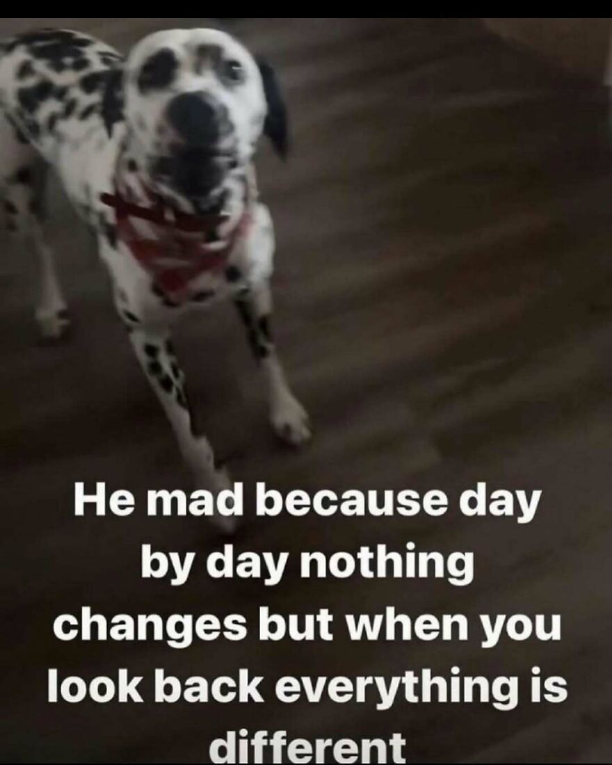Dalmatian dog with relatable funny unhinged post text about change over time