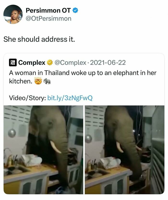 Elephant standing in a kitchen animal memes