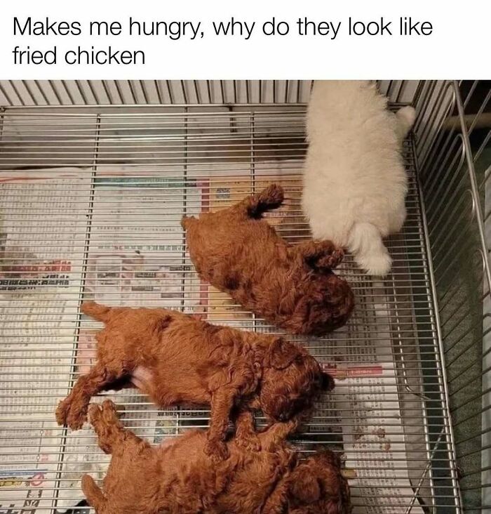 Puppies lying down that look like fried chicken in a cage