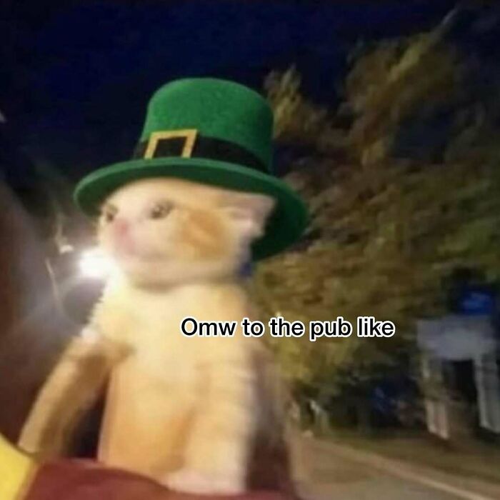Cat wearing green hat heading to pub animal meme
