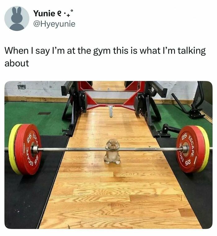 Tiny bunny lifting barbell at gym funny animal meme