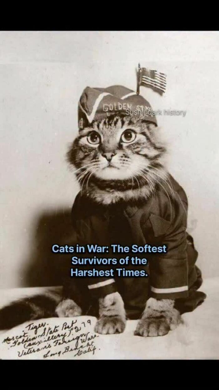 Vintage photo of a cat wearing a war uniform with an American flag hat, representing cats in war history