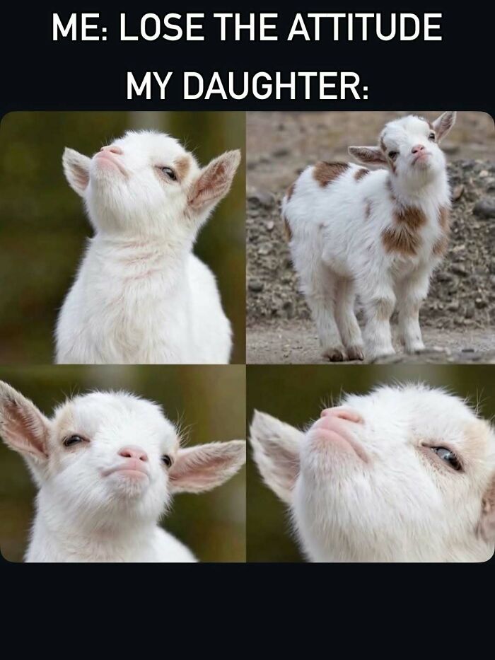 Funny mom meme about daughter losing attitude shown as defiant baby goats