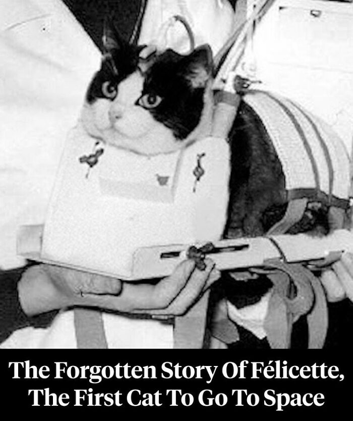 Black and white image of Félicette, the first cat sent to space