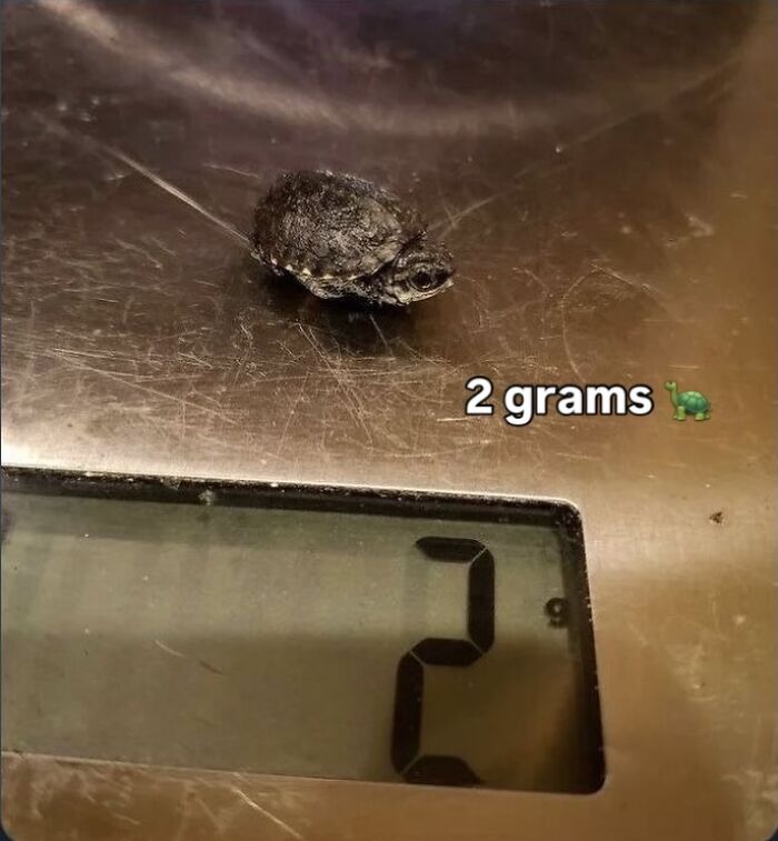 Small turtle weighing 2 grams on scale animal meme