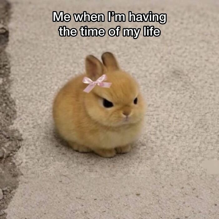 Angry bunny with bow having time of my life animal meme