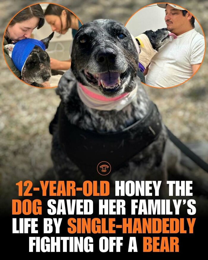 12-year-old dog Honey saves family by fighting off a bear single-handedly