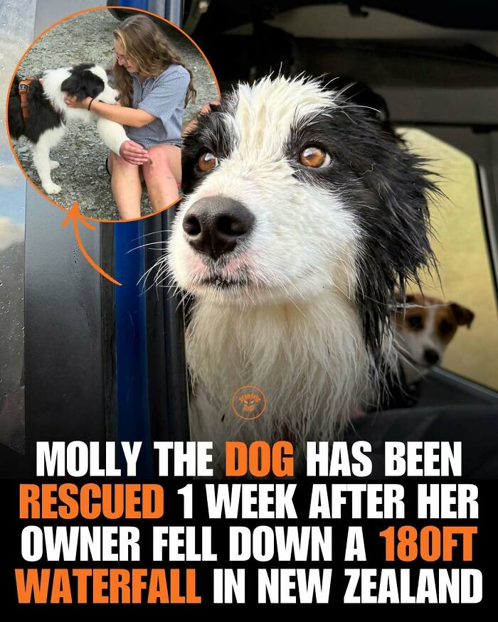 Dog Molly rescued after owner fell down a 180ft waterfall in New Zealand