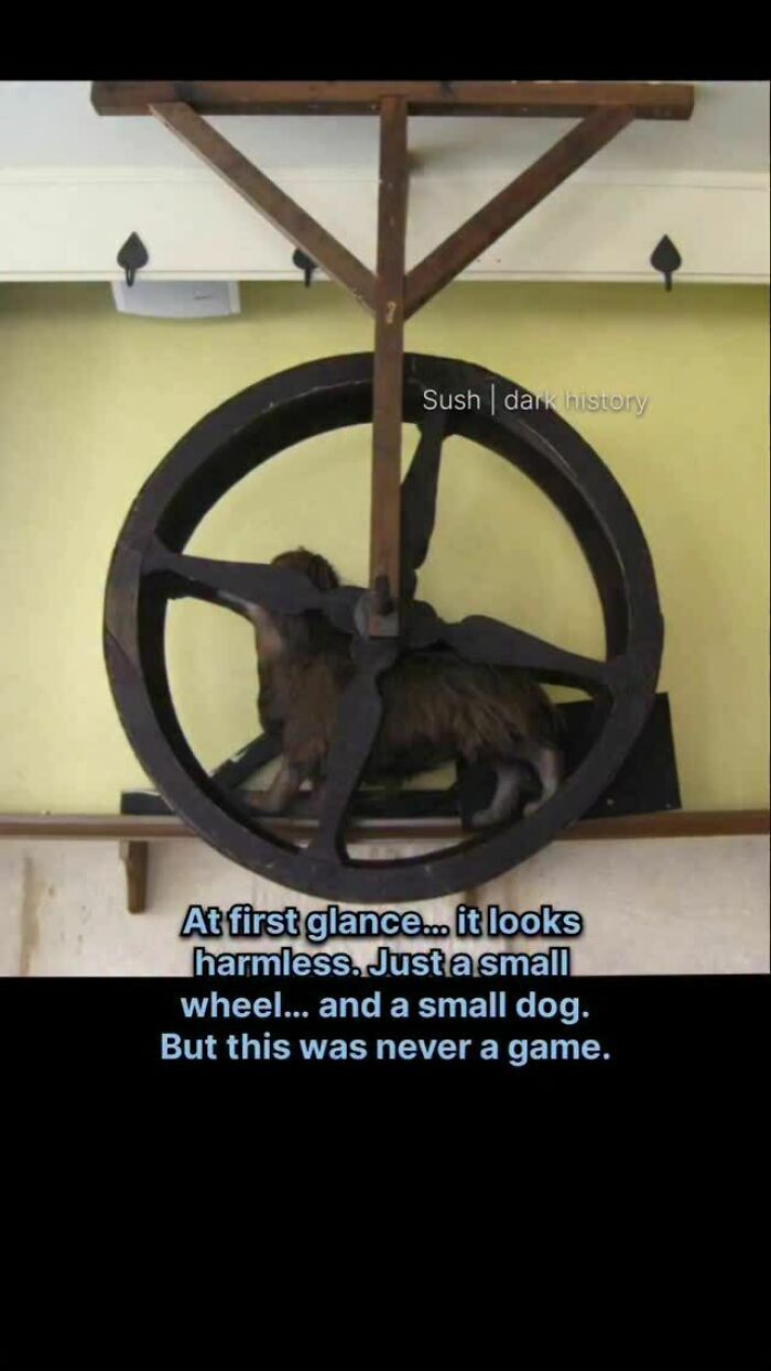 Small dog running inside a wheel t*****e device historical fact