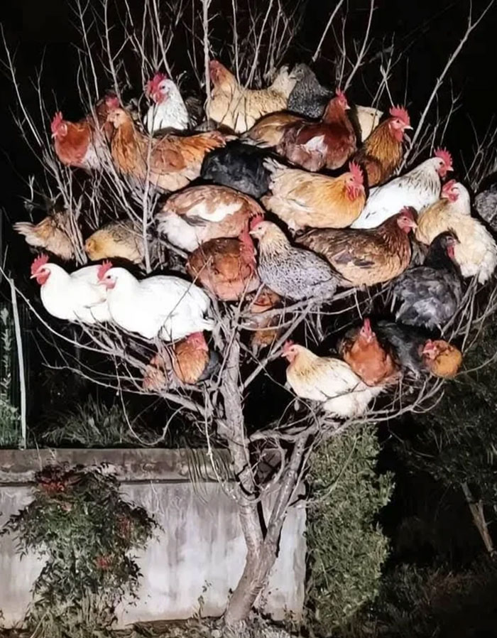 Tree full of many chickens perched on the branches at night