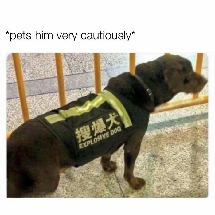 Dog wearing explosive dog vest cautiously petted in random memes
