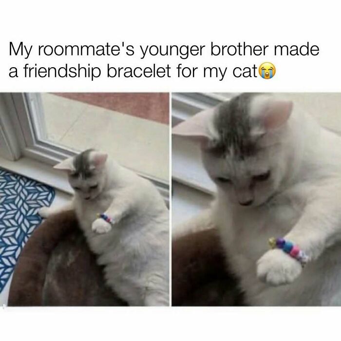 Cat wearing a handmade friendship bracelet on its paw meme
