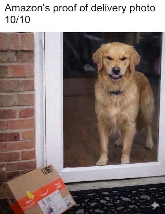 Dog giving serious look at delivered package as proof of delivery