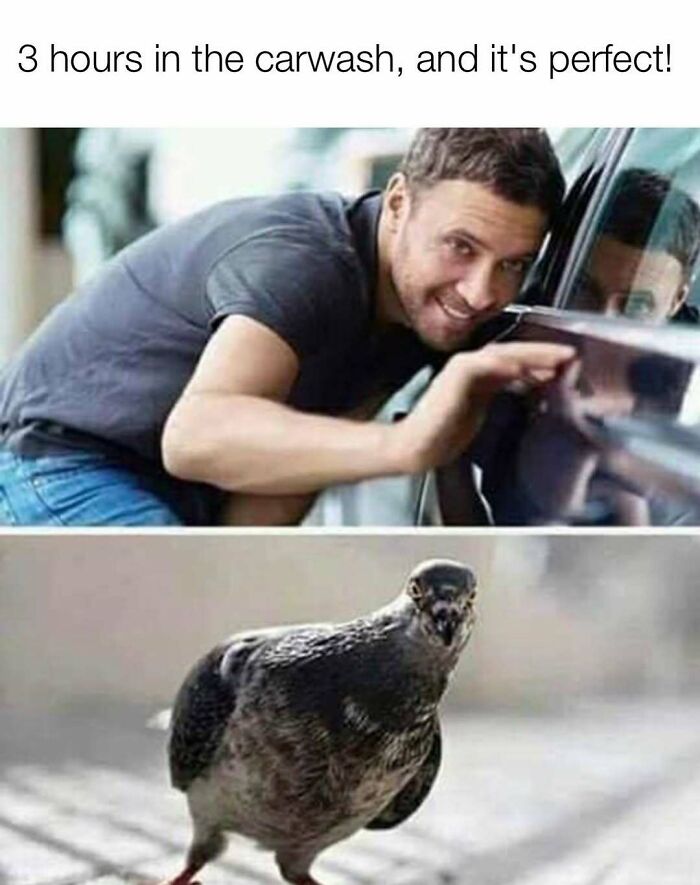 Man inspecting car closely with pigeon photo random ridiculous memes