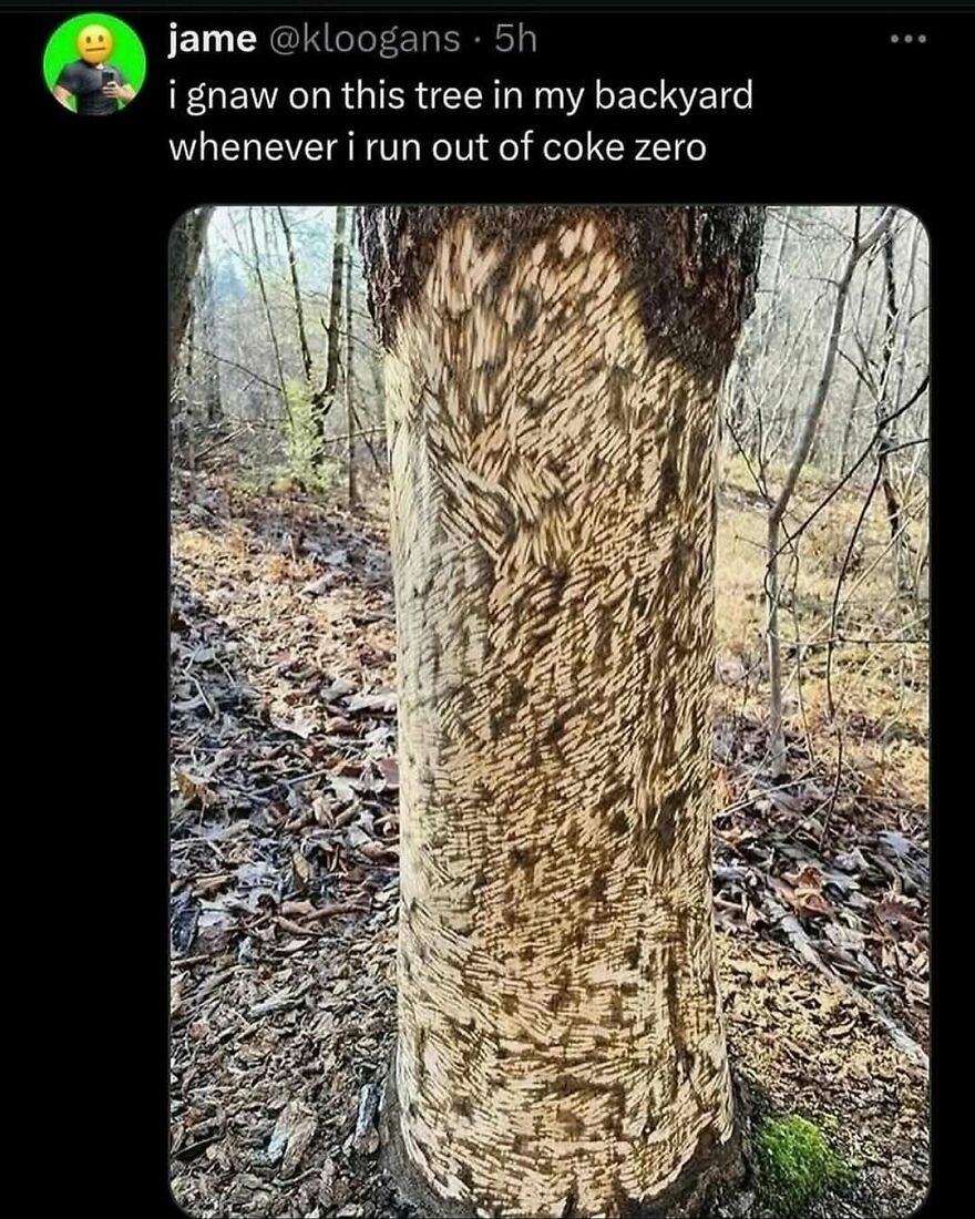 Tree bark gnawed heavily in backyard, relatable unhinged post humor about Coke Zero craving