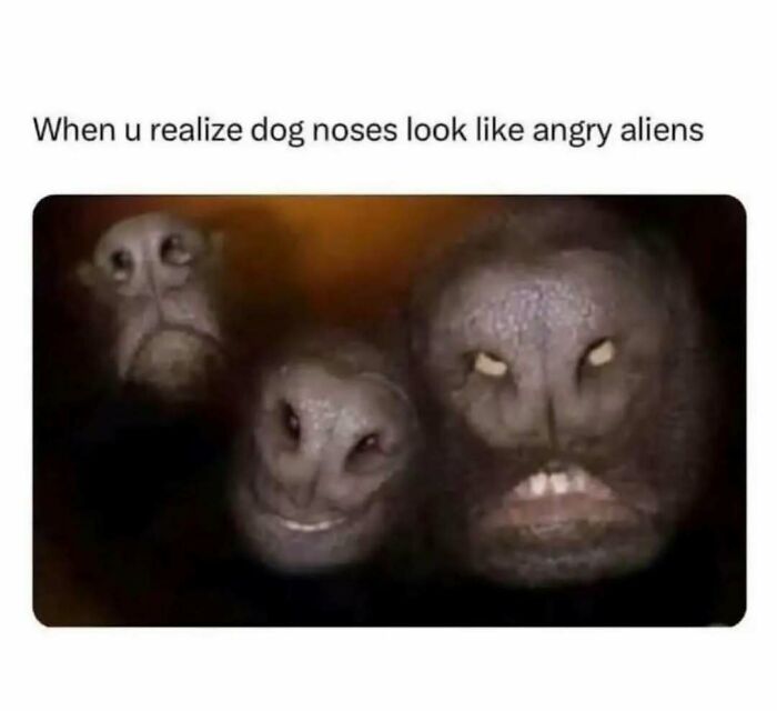Dog noses look like angry aliens meme, funny random meme with animal faces