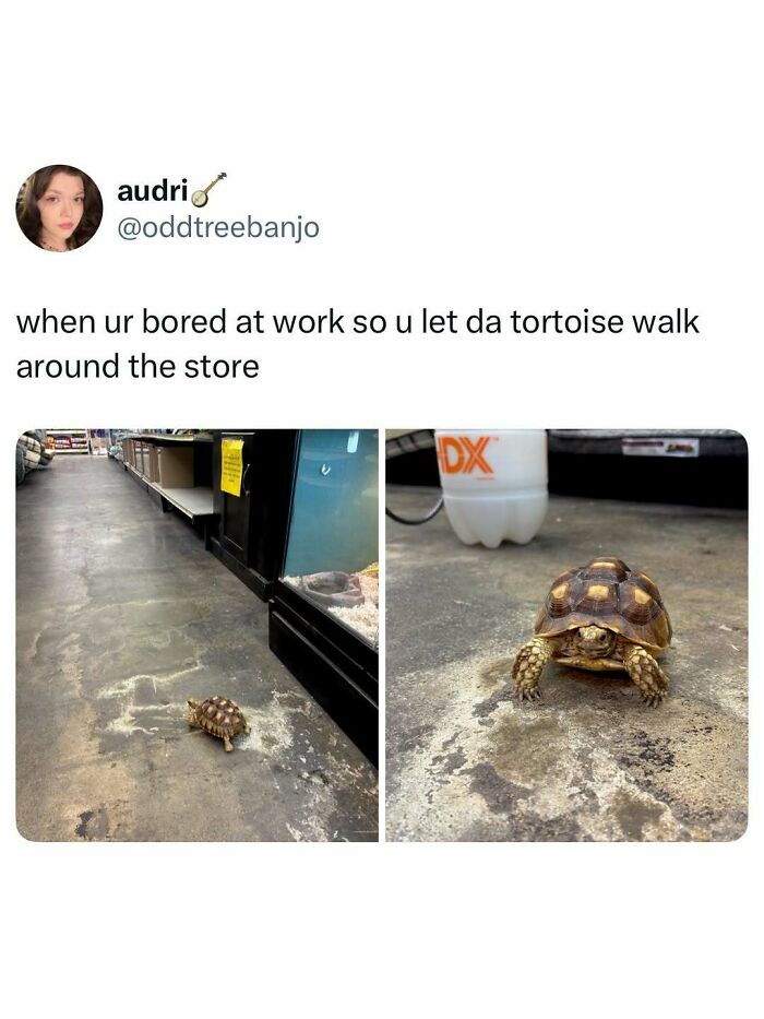 Small tortoise walking around store floor for animal memes