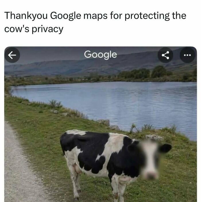 Google Maps image of a cow with its face blurred for privacy