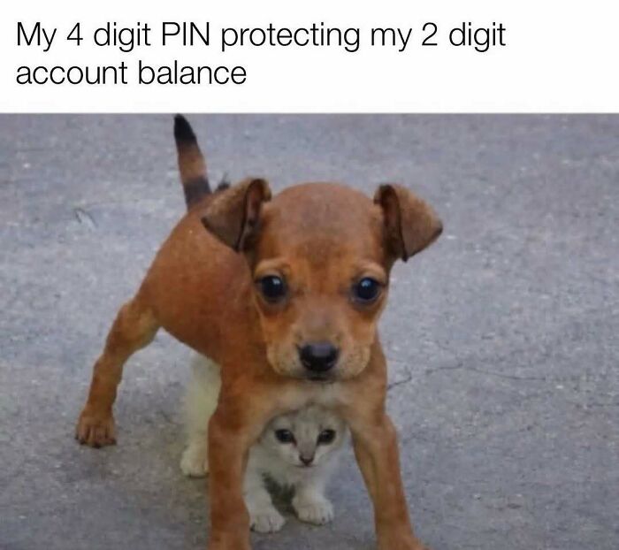 Puppy protecting kitten caption about PIN and account balance meme