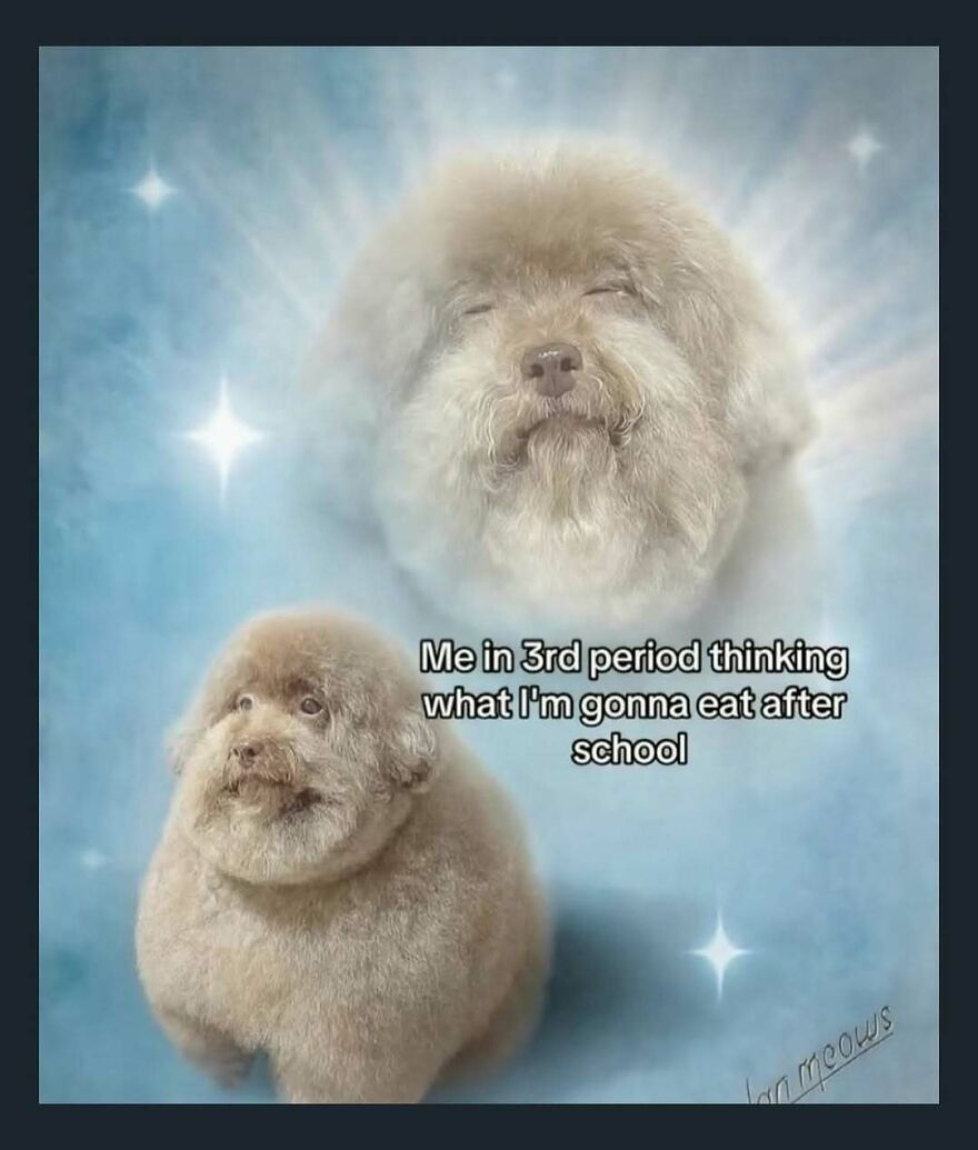 Dog meme showing relatable thoughts about food during third period