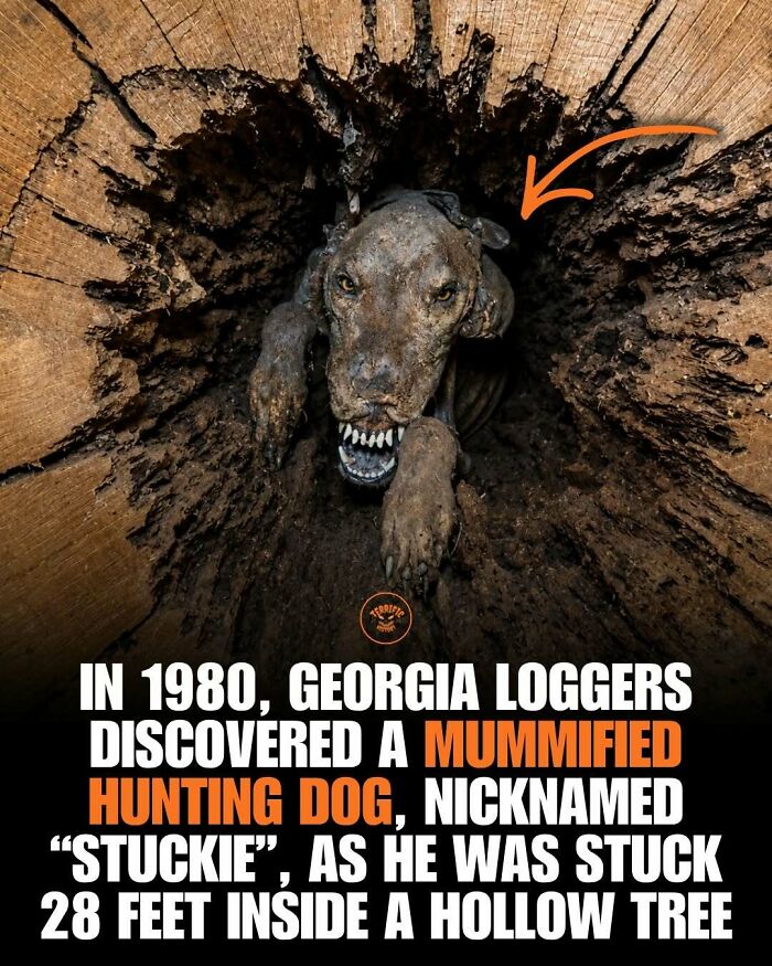 Georgia loggers discover mummified hunting dog stuck inside hollow tree