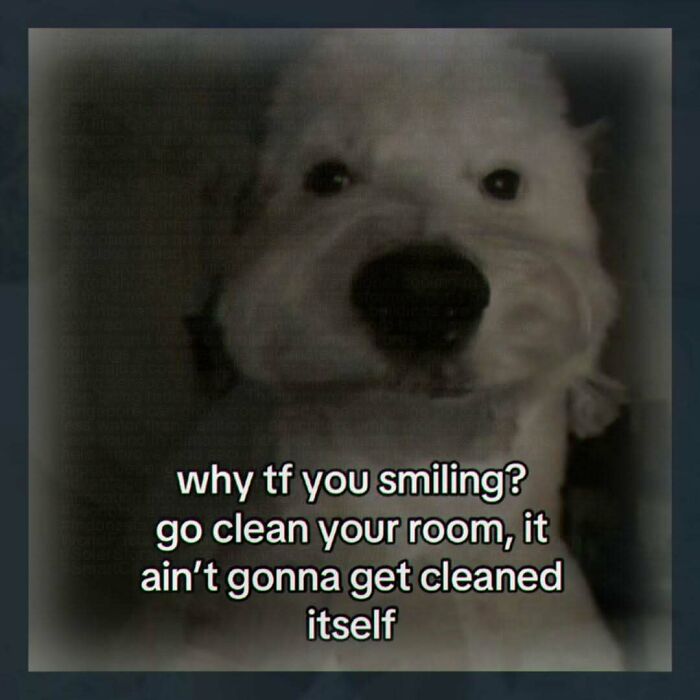 Random weird image of a dog with a caption about cleaning your room
