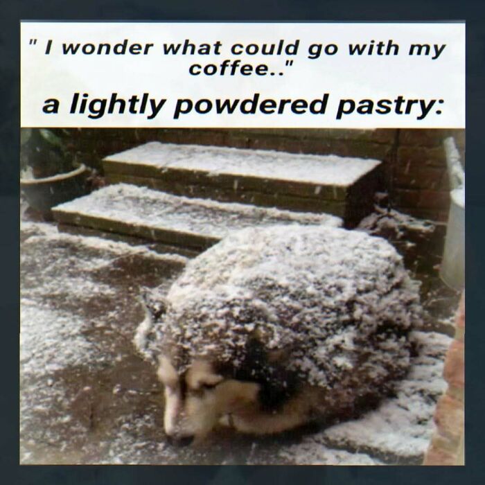 Snow-covered dog resembling a lightly powdered pastry near steps